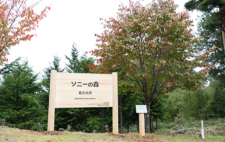 ソニーの森（佐久大沢）